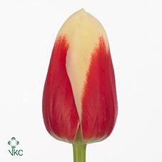 НЕТУ! Roman Empire